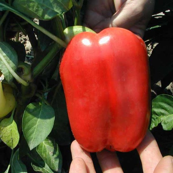 Насіння перцю солодкого Микита F1 /50 г/ *Clause*