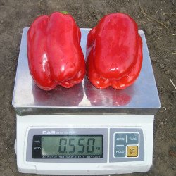 Перец сладкий Геркулес F1 /5 г/ *Clause*