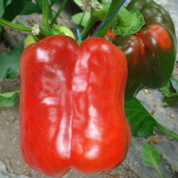 Насіння солодкого перцю Геркулес F1 /50 г/ *Clause*