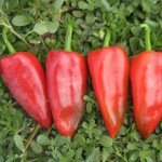 Перець солодкий Капело F1 /500 шт/ *Clause*