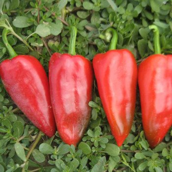 Перец сладкий Капело F1 /500 шт/ *Clause*