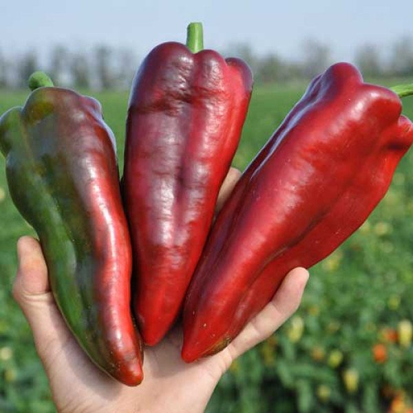 Насіння солодкого перцю Редкан F1 /1.000 шт/ *Clause*