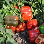 Перець солодкий Карісма F1 /1.000 шт/ *Clause*