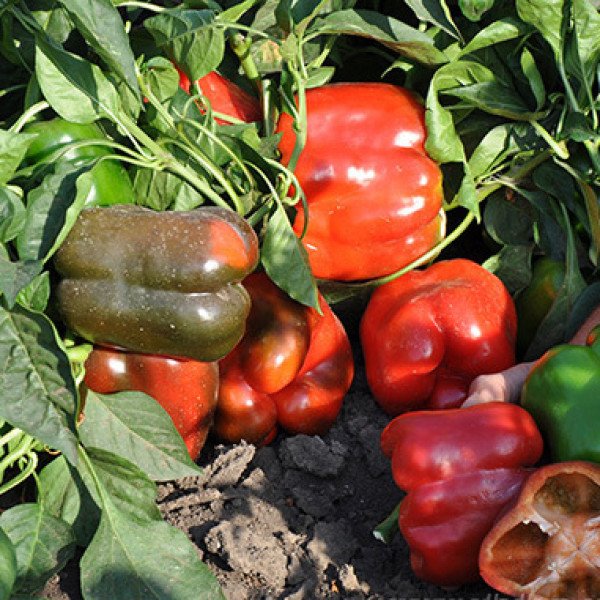 Насіння перцю солодкого Карісма F1 /1.000 шт/ *Clause*