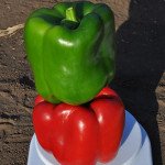 Перець солодкий Карісма F1 /5.000 шт/ *Clause*