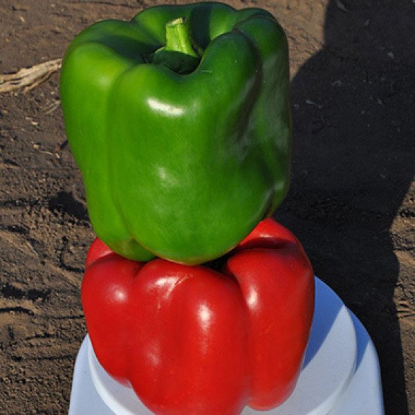 Семена перца сладкого Карисма F1 /5.000 шт/ *Clause*