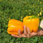 Перець солодкий Спрінгбокс F1 /1.000 шт/ *Clause*