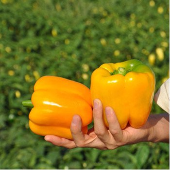 Перец сладкий Спрингбокс F1 /1.000 шт/ *Clause*