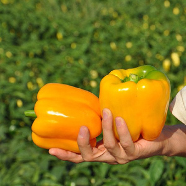 Насіння солодкого перцю Спрінгбокс F1 /1.000 шт/ *Clause*