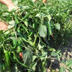 Перець гіркий Імпала F1 /5 г/ *Clause*