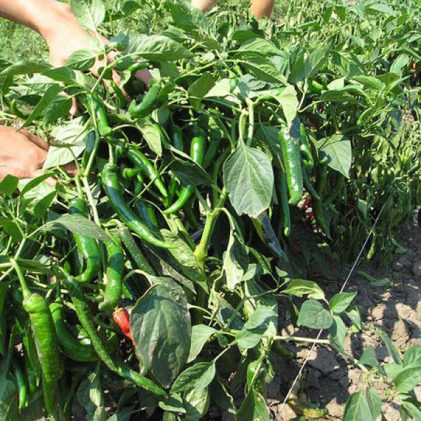 Насіння гострого перцю Імпала F1 /5 г/ *Clause*