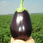 Баклажан Галине F1 /5 г/ *Clause*