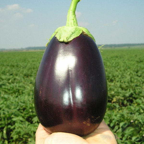 Семена баклажана Галине F1 /5 г/ *Clause*