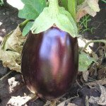 Баклажан Галине F1 /50 г/ *Clause*