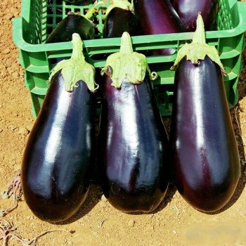 Баклажан Классик F1 /5 г/ *Clause*