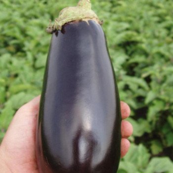 Баклажан Классик F1 /50 г/ *Clause*