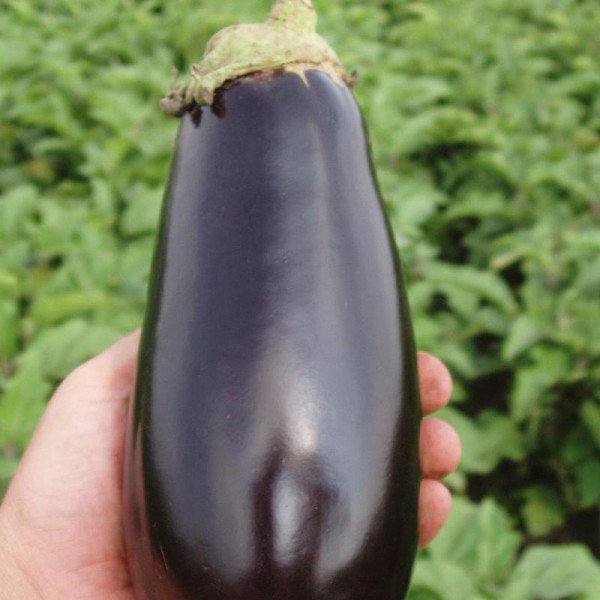 Семена баклажана Классик F1 /50 г/ *Clause*