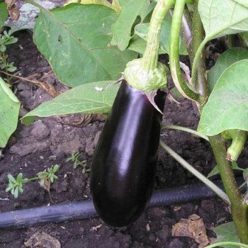 Баклажан Фабина F1 /5 г/ *Clause*