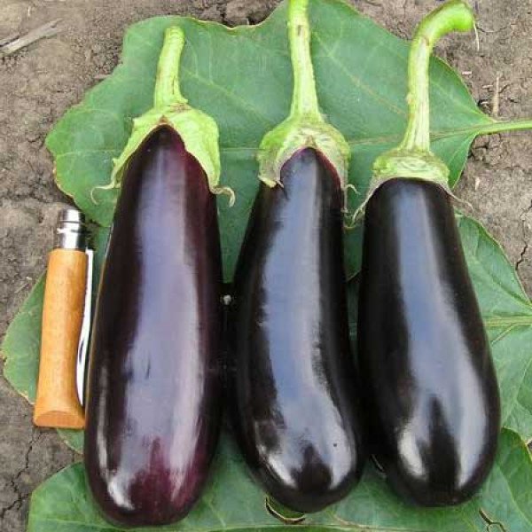 Семена баклажана Фабина F1 /50 г/ *Clause*