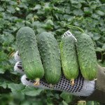 Огурец Регал F1 /10 г/ *Clause*