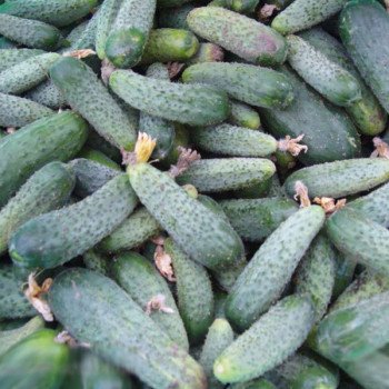 Огірок Регал F1 /100 г/ *Clause*