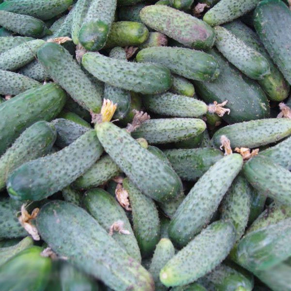 Семена огурца Регал F1 /100 г/ *Clause*