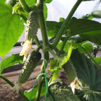 Огірок Регал F1 /0,5 кг насіння/ *Clause*