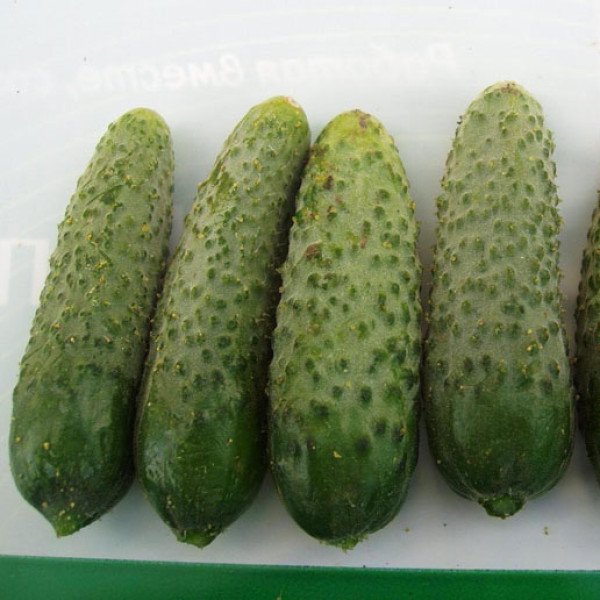 Семена огурца Роял F1 /10 г/ *Clause*