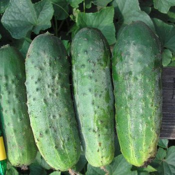 Огірок Роял F1 /100 г/ *Clause *