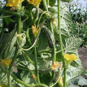 Огірок Роял F1 /0,5 кг насіння/ *Clause*