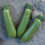 Кабачок Мостра F1 /500 шт/ *Clause*