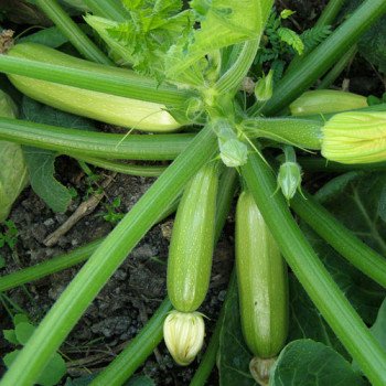 Кабачок Мостра F1 /2.500 шт/ *Clause*