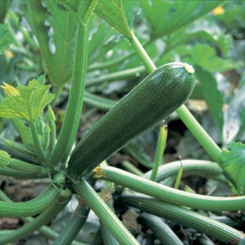 Кабачок Кора F1 /500 шт/ *Clause*