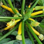 Кабачок Санлайт F1 /1.000 шт/ *Clause*