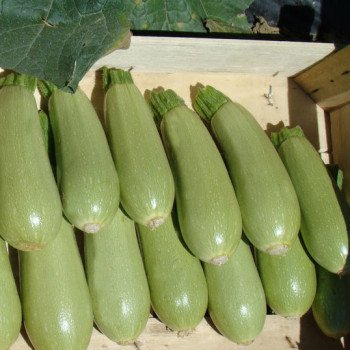 Кабачок Асма F1 /500 шт/ *Clause*