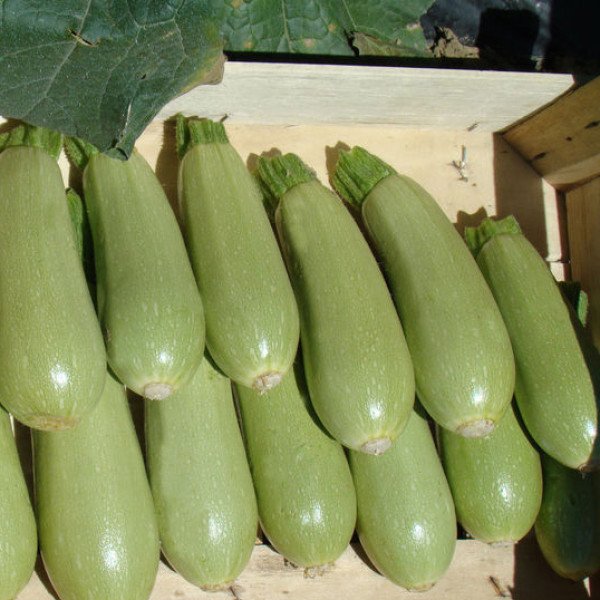Насіння кабачка Асма F1 /500 шт/ *Clause*