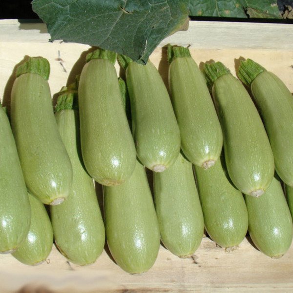 Насіння кабачка Асма F1 /2.500 шт/ *Clause*