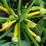 Кабачок Меріголд F1 /500 шт/ *Clause*