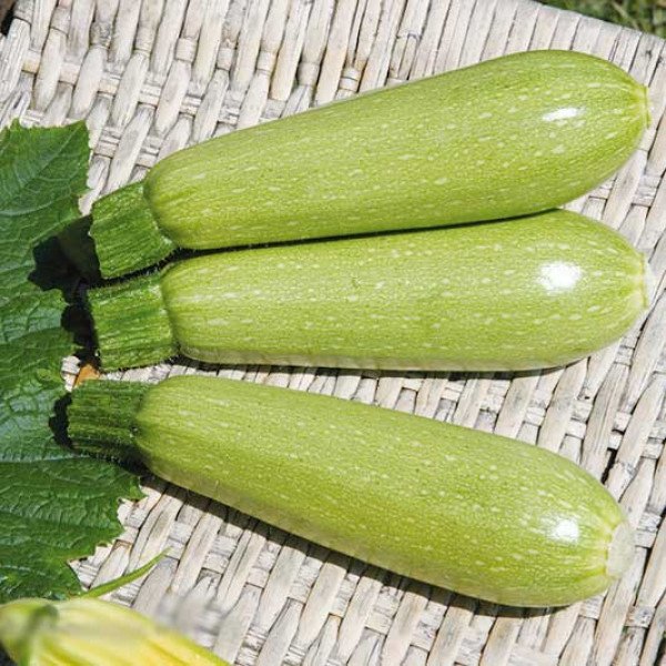 Семена кабачка Дония F1 /500 шт/ *Clause*