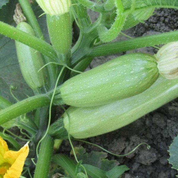 Семена кабачка Дония F1 /2.500 шт/ *Clause*