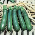 Кабачок Тарміно F1 /500 шт/ *Clause*