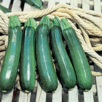 Кабачок Тармино F1 /500 шт/ *Clause*