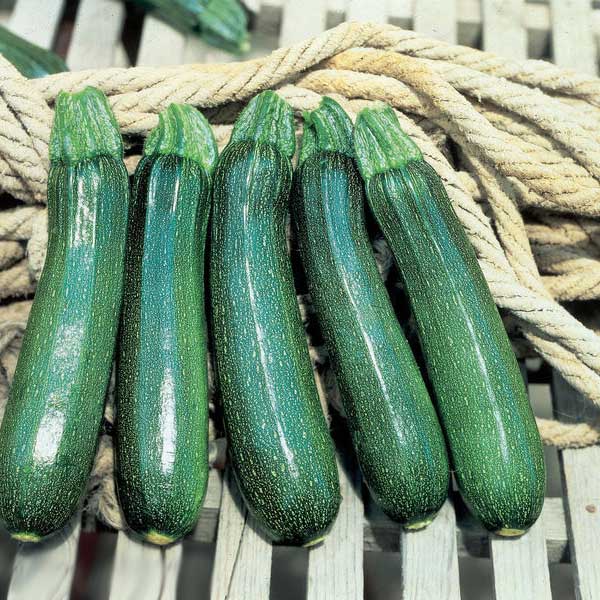 Насіння кабачка Тарміно F1 /500 шт/ *Clause*