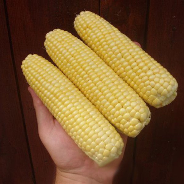 Насіння кукурудзи Леженд F1 /10 кг насіння/ *Clause*