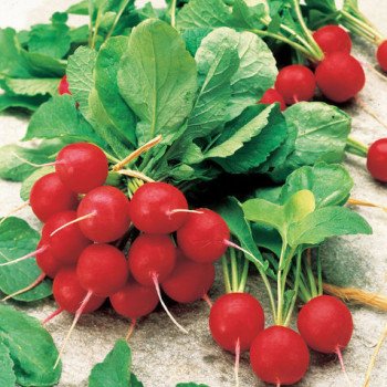 Редис Джолли /100 г/ *Clause*