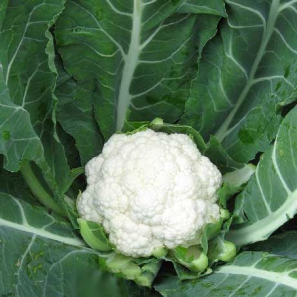 Семена капусты цветной Майбах F1 /1.000 шт/ *Clause*