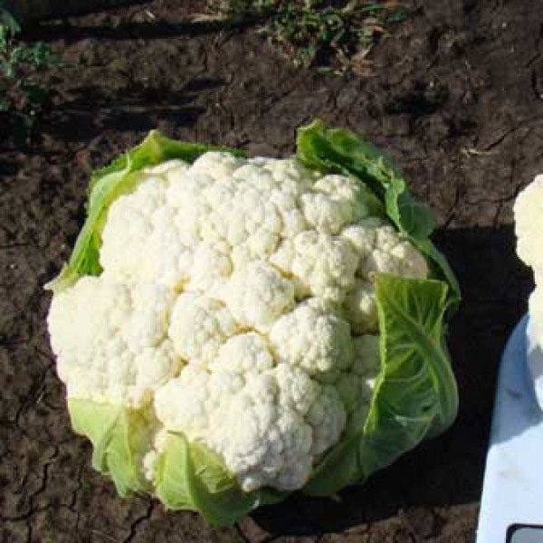 Насіння капусти цвітної Майбах F1 /2.500 шт/ *Clause*