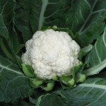 Капуста цветная Немо F1 /1.000 шт/ *Clause*