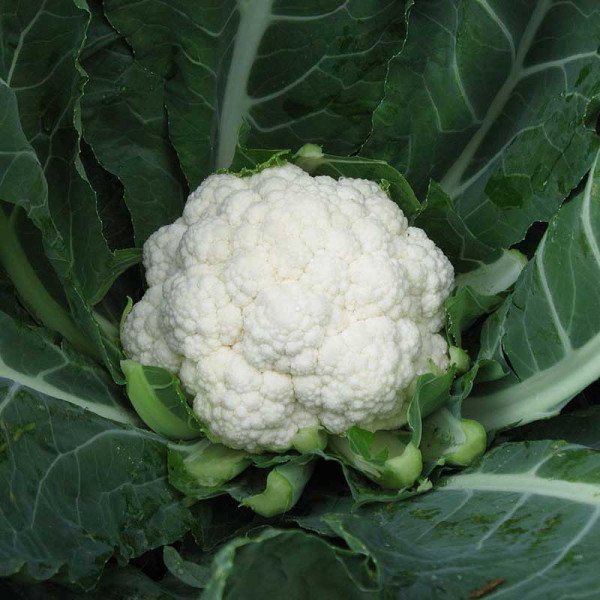 Насіння капусти цвітної Немо F1 /1.000 шт/ *Clause*