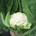 Капуста цветная Немо F1 /2.500 шт/ *Clause*